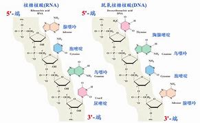 Image result for Dna和rna