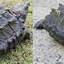 Image result for A Strong Turtle