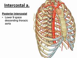 Image result for Posterior Intercostal Artery