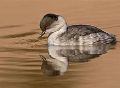 Image result for Podiceps occipitalis