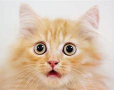 Image result for Scared Ginger Cat Face