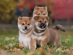 Image result for Shiba Inu Puppy Cam
