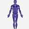 Image result for Body System Sports Model