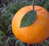 Image result for Orange and Moosambi Hybrid