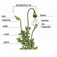Image result for Moss Plant Diagram