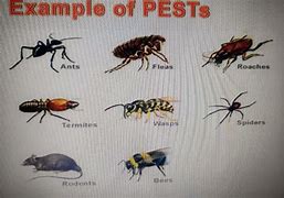 Image result for Insect Pest Cartoon