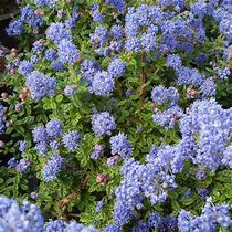 Image result for California Lilac Deciduous