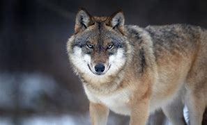 Image result for Biggest Wolf Ever