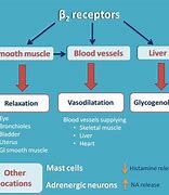 Image result for Beta 2 Receptors Actions