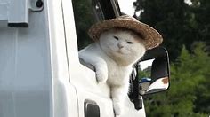 Image result for Straw Hat Cat Meme
