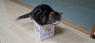 Image result for Cat in Take Out Chinese Box