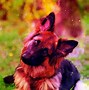 Image result for Galaxy Dog