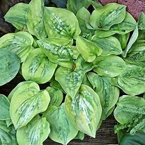 Image result for Hosta Silver Threads and Gold Needles