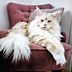 Image result for Big Fluffy Cat