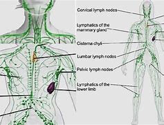 Image result for Location of Lymph Nodes