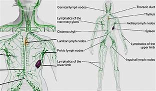 Image result for Pics of Lymph Nodes