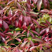 Image result for Pieris japonica Katsura