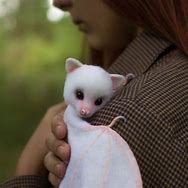 Image result for Cute White Bat Albino