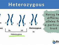 Image result for Compound Heterozygote