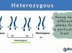 Image result for Heterozygous Cell