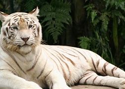 Image result for Tiger Albino Bat