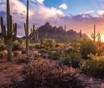 Image result for Pictures of the Arizona Desert