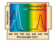 Image result for Chlorophyll Light Absorption