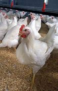 broilers 的图像结果