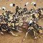 Image result for Wild Dogs of the World