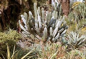 Image result for Cactus Structure