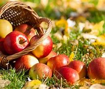 Image result for Real Pictures of Apple's in Fall