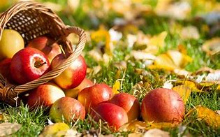 Image result for Apple's and Fall Flowers