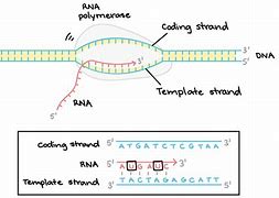 Image result for DNA and RNA Template