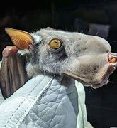 Image result for Sword Bat Animal