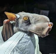 Image result for Flying Moose Bat