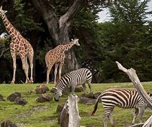Image result for World's Largest Zoo