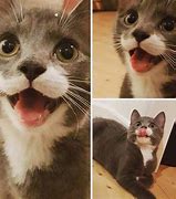 Image result for Awkward Smiling Cat