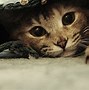 Image result for Funny Cat Desktop Backgrounds