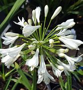 Image result for Agapanthus africanus Albus