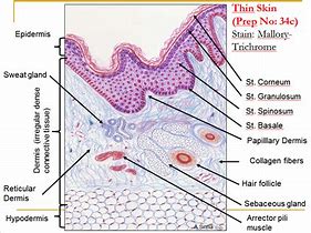 Image result for Tissue Histology Figure Legend
