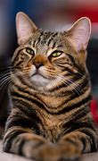 Image result for Best Cat Pics