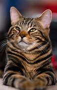 Image result for Best Cat Pictures Ever