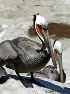 Image result for Pelicans of La Jolla