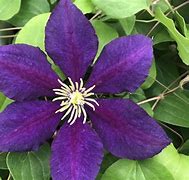 Image result for Dark Purple Clematis