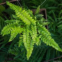 Image result for Polystichum polyblepharum