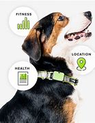 Image result for Smart Dog Collar
