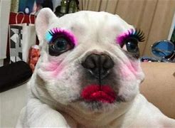 Image result for Dogs Wearing Makeup