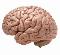 Image result for Healthy Human Brain