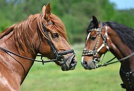 Image result for A Horse Bit