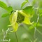Image result for Mini Clematis